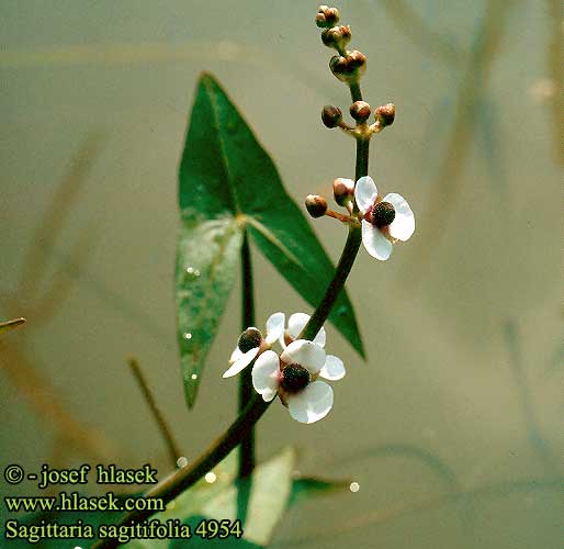 سر نیزه ای